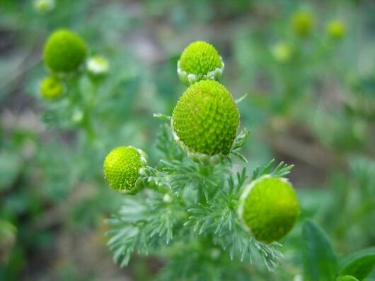 kamille voor de behandeling van knieartrose